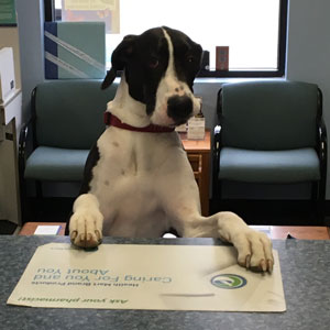 big dog jumping on counter, a pet customer at Island Prescription Center